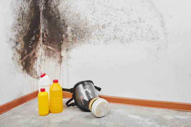 Best Certified Mold Removal  in Wallace, FL