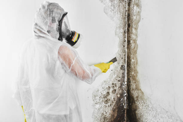 Best Office Mold Removal Services  in Wallace, FL