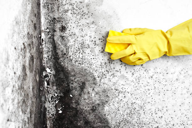 Professional Mold Removal in Wallace, FL