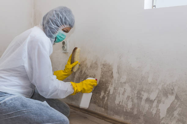 Best Mold Removal Company Near Me  in Wallace, FL