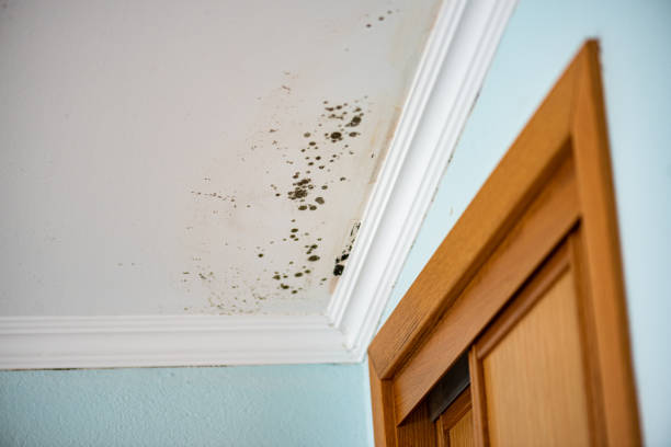 Attic Mold Removal in Wallace, FL