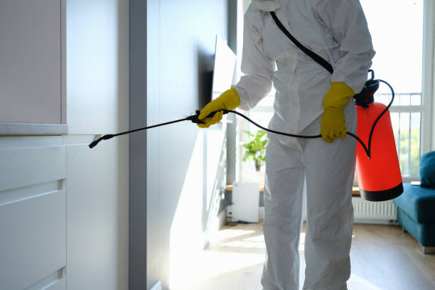 Best Local Mold Removal Service  in Wallace, FL