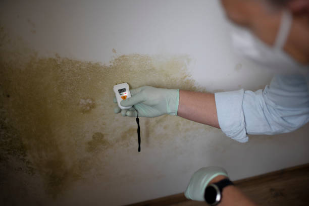Office Mold Removal Services in Wallace, FL