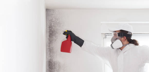 Best Mold Damage Repair  in Wallace, FL