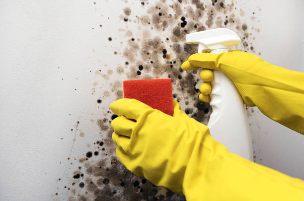 Professional Mold Removal in Wallace, FL