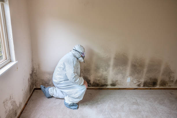 Best Emergency Mold Removal  in Wallace, FL