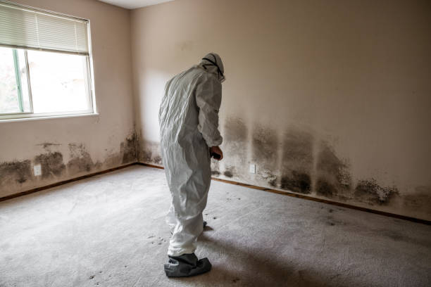 Best Residential Mold Removal  in Wallace, FL