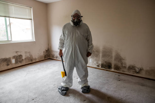 Best Emergency Mold Removal  in Wallace, FL
