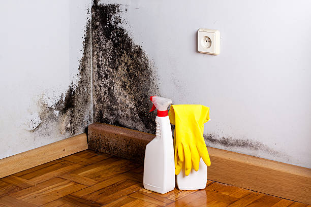 Best Attic Mold Removal  in Wallace, FL