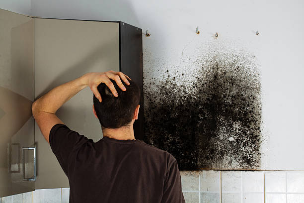 Best Mold Removal Specialists  in Wallace, FL