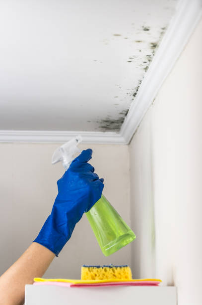 Best Mold Remediation  in Wallace, FL